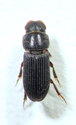Aphodine Dung Beetle - Ataenius Dung Beetle