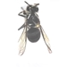 Bald-faced Hornet - Dolichovesula maculata