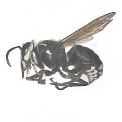 Bald-faced Hornet Bald-faced Hornet, Dried insect specimen, vespidae, Dolichovesula maculata