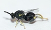 Chalcidid Wasp 