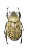 Eastern Hercules Beetle (female) 