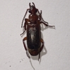 Flat-horned Ground Beetle 