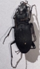 Ground Beetle 