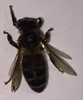 Honey Bee (Queen) 