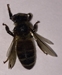 Honey Bee (Queen) - Apis mellifera-Queen