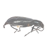Long-jointed Bark Beetle 
