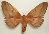 Pine Devil Moth 
