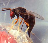 Pteromalid Wasp 