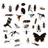 Student Collection : 30 insect Kit  