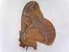Sweetbay Silk Moth 