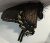 Tiger Swallowtail [dark form] 