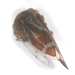 Treehopper - Membracidae_1