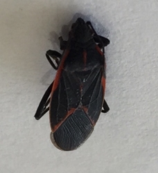Eastern Boxelder Bug 