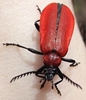 Fire-Colored Beetle 