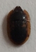 Sap-feeding Beetle - Prometopia sexmaculata